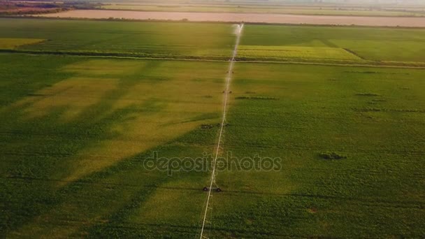 Een luchtfoto van een agrarische sprinkler in een watermeloen veld - Video