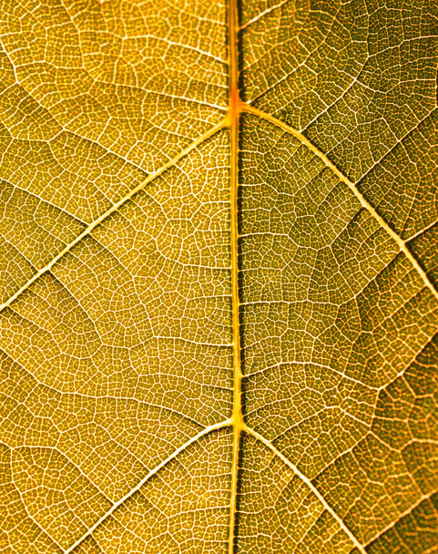 Grape leaves texture leaf background macro green light closeup - Photo, Image