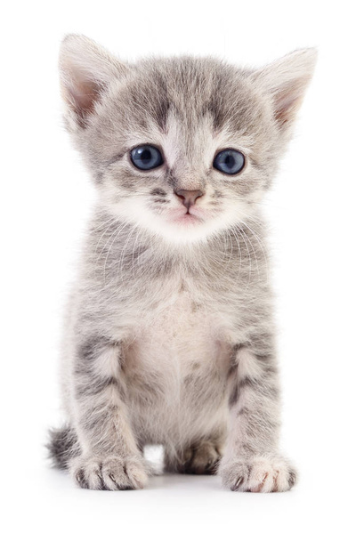 Small gray kitten. - Foto, Bild