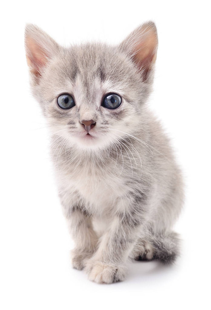 Small gray kitten. - Zdjęcie, obraz