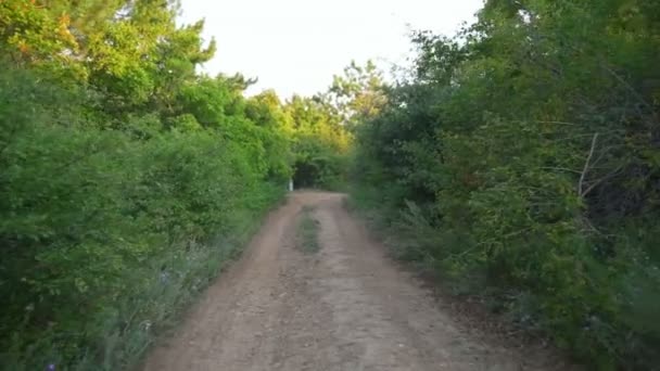 Άδειο δασικό δρόμο δέντρα φύση ηλιοβασίλεμα ταχεία αργή κίνηση - Πλάνα, βίντεο