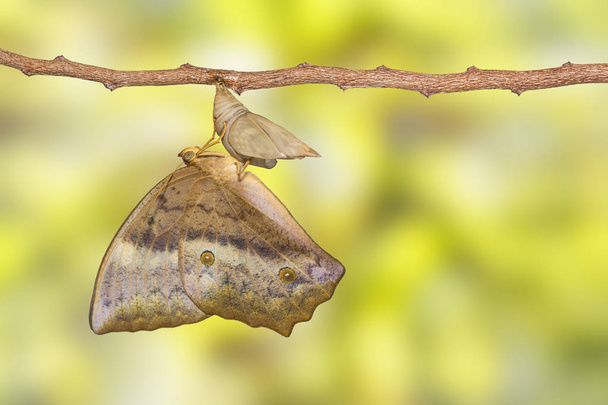 Ortak beceriksiz kelebek (Discophota sondaica Boisdu ortaya çıkan - Fotoğraf, Görsel