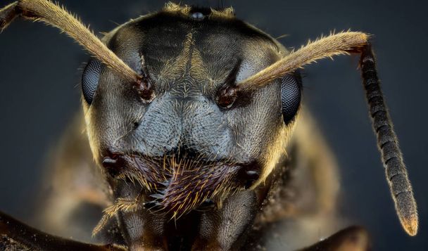 Cabeza de hormiga
 - Foto, Imagen