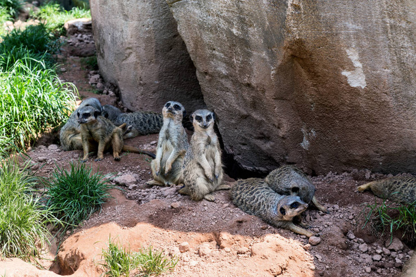 οικογένεια των meerkats πρώτη - Φωτογραφία, εικόνα