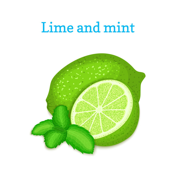 Vector composition of a citrus lime fruit and mint leaves. Green limes whole and cut. Group of tasty ripe tropical fruits for design for the packaging of juice, breakfast, healthy food, vegetarianism. - Vector, Image