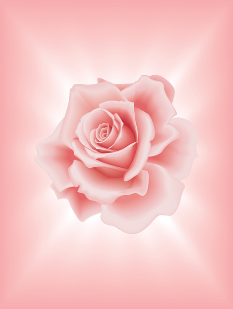 Pink Rose - Vector, Image
