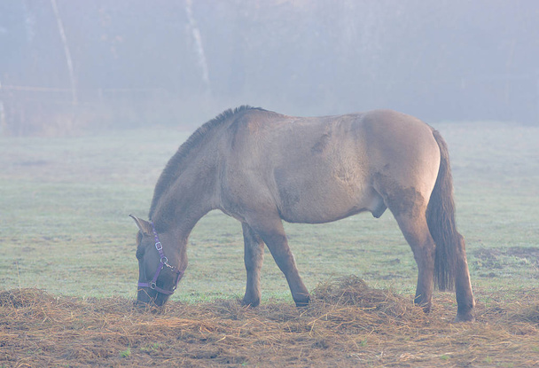caballo en la niebla
. - Foto, imagen