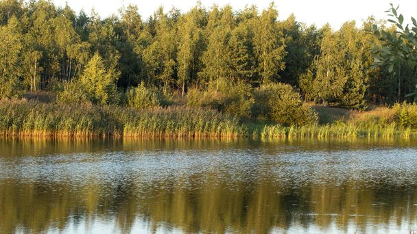 Lake in the forest - Fotografie, Obrázek