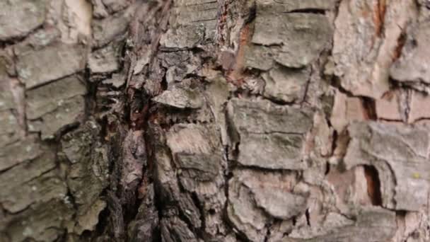 Mrówki w korze drzewa - Materiał filmowy, wideo