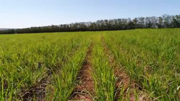 Vliegen Over suikerriet veld in Brazilië - Video