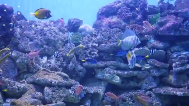 Dużą liczbę ryb pływają wokół rafy koralowe. Nurkowanie w maskach. Tropikalna wyspa. Sunlight przez wody - Materiał filmowy, wideo