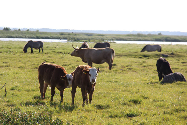Vacas salvajes pastando y comiendo hierba en el prado junto al lago Engure
 - Foto, Imagen