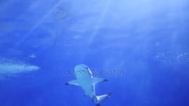 Duże rekiny pływanie wokół rafy. Maski do nurkowania z akwalungiem. Tropikalna wyspa. Sunlight przez wody - Materiał filmowy, wideo