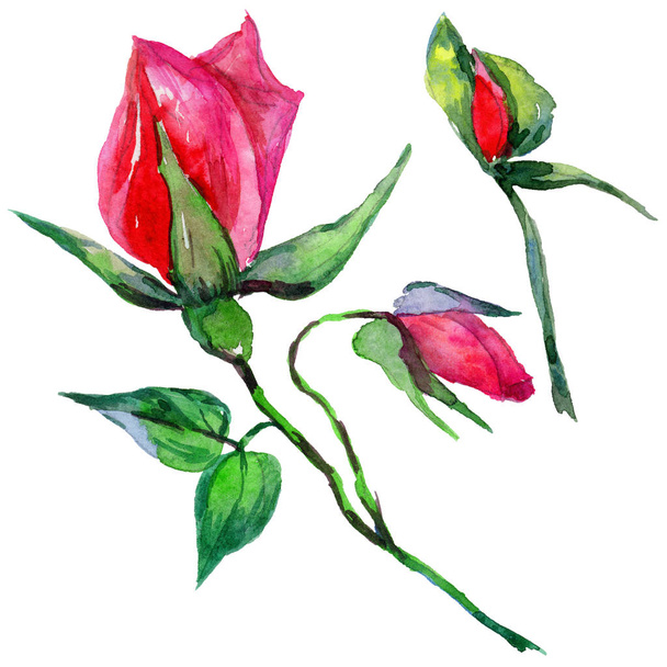 Wildflower rosa flower in a watercolor style isolated. - Φωτογραφία, εικόνα