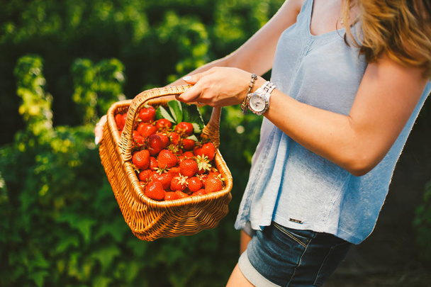 Primer plano de las manos de la mujer sosteniendo cesta con bayas de fresa de verano jardín orgánico. Estilo de vida saludable y alimentación saludable.Frutas y bayas
. - Foto, Imagen