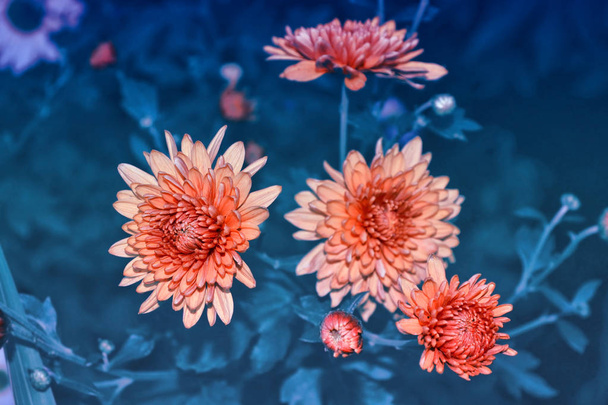 bunte Chrysanthemenblüten vor dem Hintergrund des Herbstes - Foto, Bild