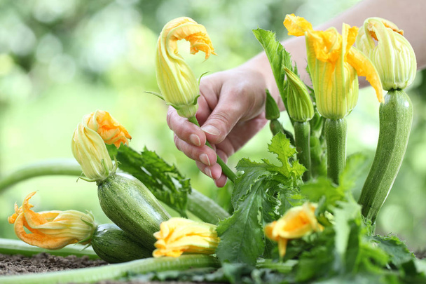 Hand picking zucchini flowers in vegetable garden, close up - Photo, image
