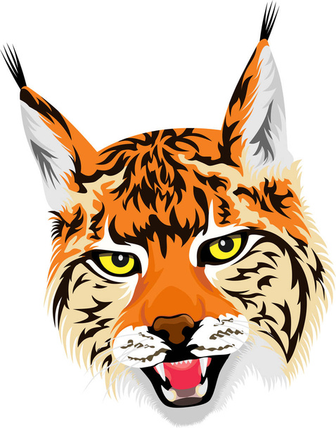 tête de lynx sauvage vecteur
 - Photo, image