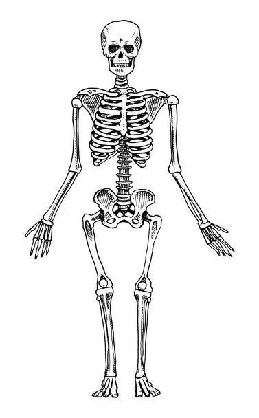 Biología humana, ilustración de anatomía. mano grabada dibujada en antiguo boceto y estilo vintage. silueta esqueleto. Huesos del cuerpo
. - Vector, imagen