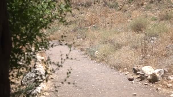 Sbirciare il sentiero del deserto secco al sole
 - Filmati, video