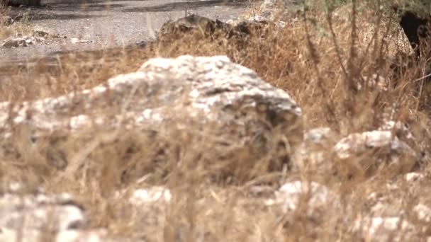 Насыпать гравийную дорожку под жарким солнцем Израиля
 - Кадры, видео
