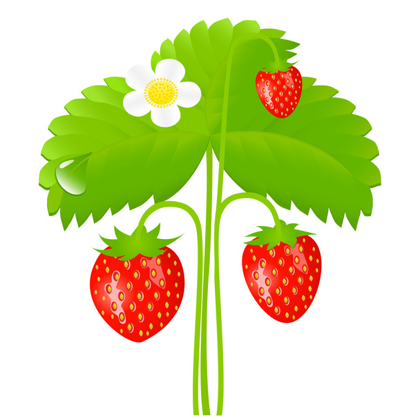 Strawberry - Vektor, kép