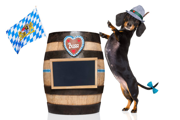 Баварский пивной пес
  - Фото, изображение