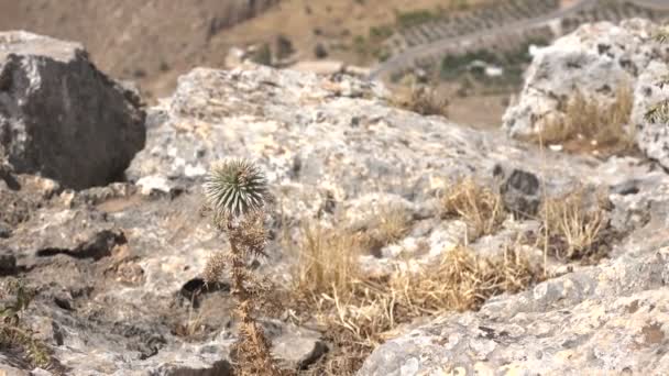 Lone Thistle on Side of Mountain in Israel - Footage, Video