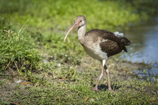 Juvenilní ibis chodí na trávě. - Fotografie, Obrázek