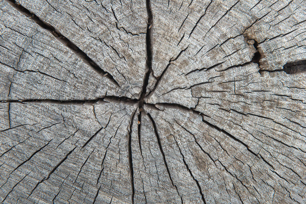 boom stronken en gekapte bos ontbossing abstract voor backgro - Foto, afbeelding