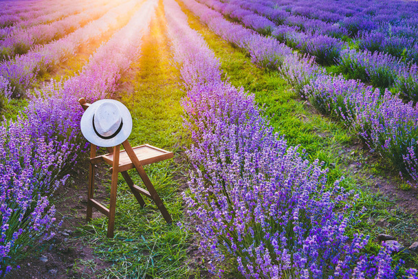 Una sedia con un cappello appeso tra le file di lavanda in fiore sotto i raggi del tramonto estivo. Sogno e relax concetto
. - Foto, immagini