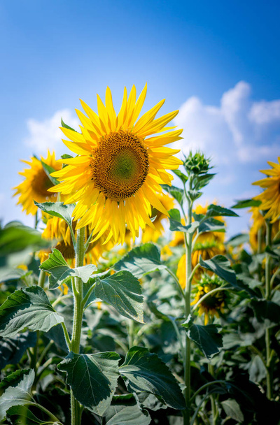 Vrolijke gele zonnebloemen - Foto, afbeelding