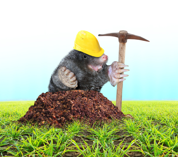The Mole (Talpa Europea) with pickax digging on your garden - Photo, Image