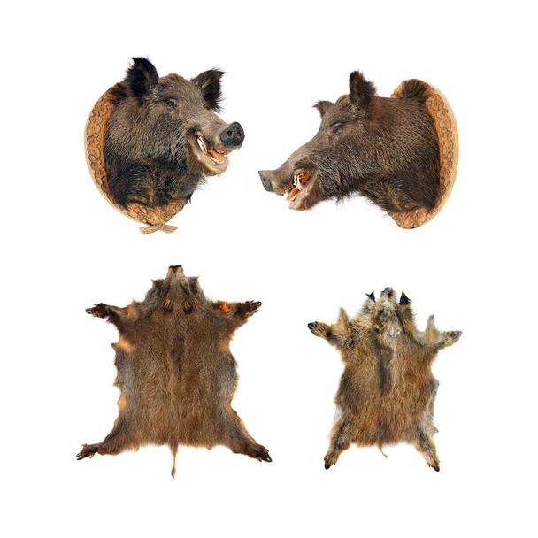 Wild boar (Sus scrofa) skins  - Photo, Image