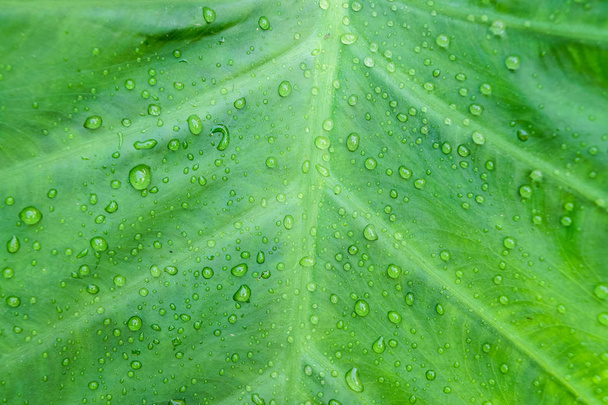 Green colocasia esculenta leaf - Foto, Imagen