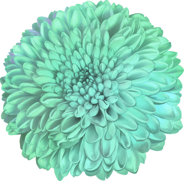 Beautiful green round chrysanthemum flower      - Fotó, kép