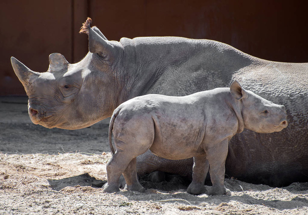 Rhinocéros nouveau-né et sa mère au zoo
. - Photo, image