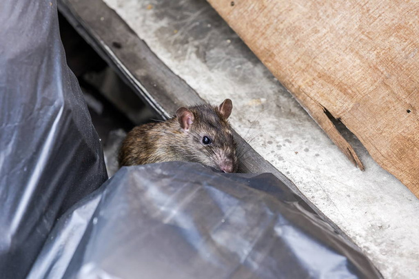 A rat behind the garbage bag. selective focus - Foto, Imagem