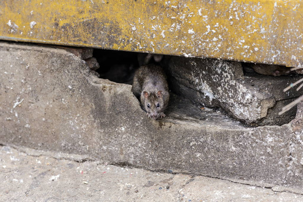 Az épület alatt kijön egy patkány. szelektív összpontosít - Fotó, kép