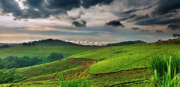Teeplantaasi Ugandassa
 - Valokuva, kuva