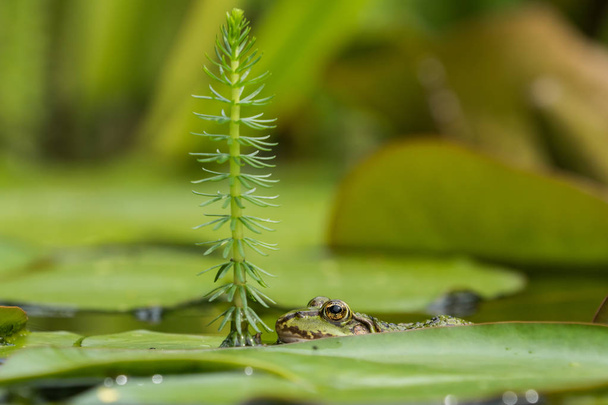 зеленая лягушка в воде - Фото, изображение