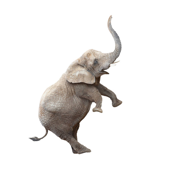 Африканський слон балансування
. - Фото, зображення