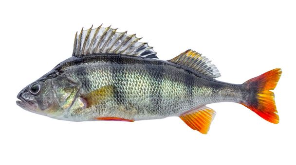 Ryba okoun s šupinami, čerstvé syrové, samostatný - Fotografie, Obrázek