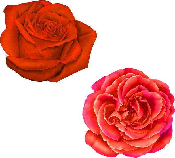 Beautiful bright red Rose Flowers    - Foto, immagini