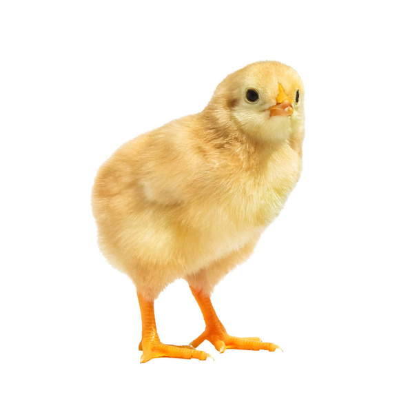 petit jeune poulet isolé sur fond blanc
 - Photo, image