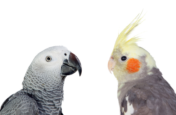 két, trópusi madarak - Fotó, kép