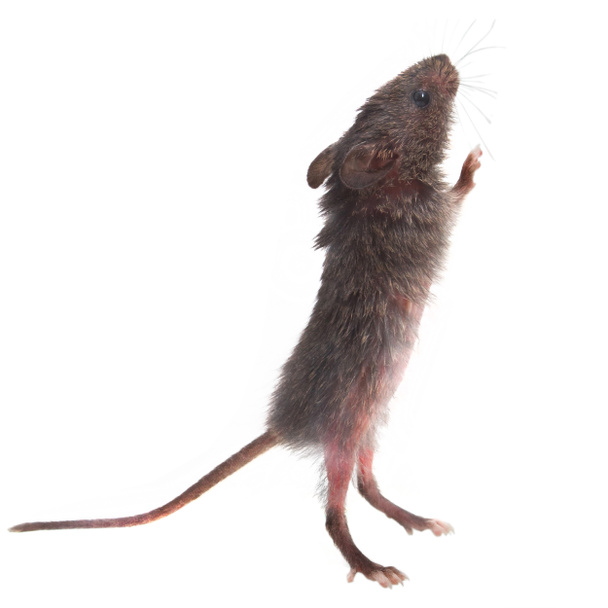 rata ratón gris salvaje se encuentra en sus patas traseras olfateando aislado (c
 - Foto, imagen