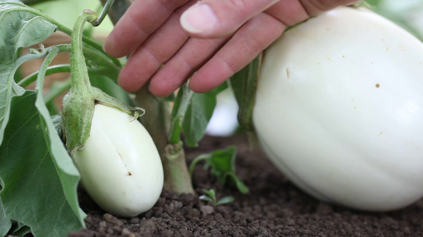 Beyaz bitkiler, el sebze bahçesinde icabına patlıcan yakın çekim - Video, Çekim