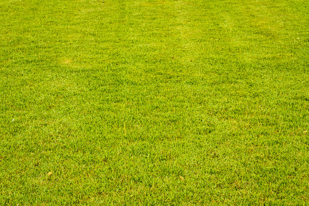 yeşil çimen - Fotoğraf, Görsel