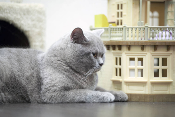 British folding shorthair cat - Photo, Image